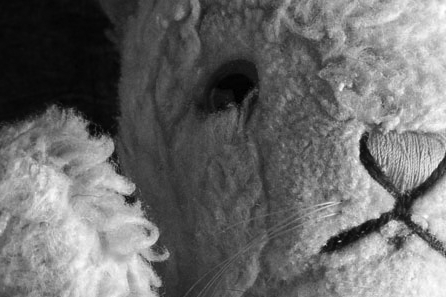 whiterabbitredrabbit