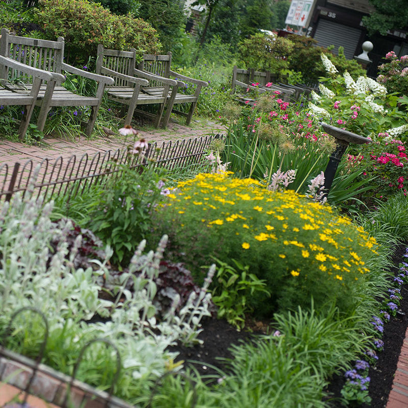 Garden close up