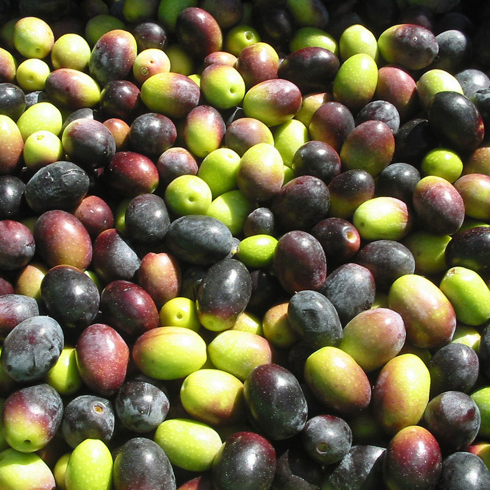 Mediterranean Delicacy